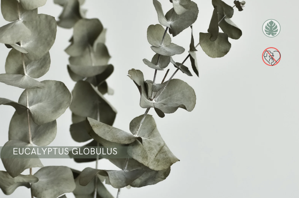 Eucalyptus globulus - Eucalipto