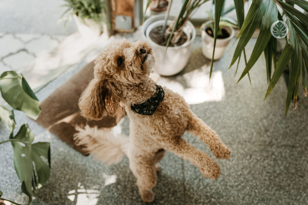 Plantas pet-friendly y no pet-friendly