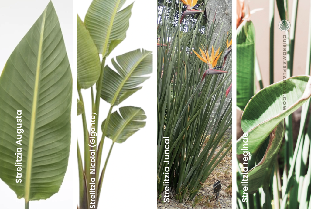 Cuatro variedades de Strelitzia