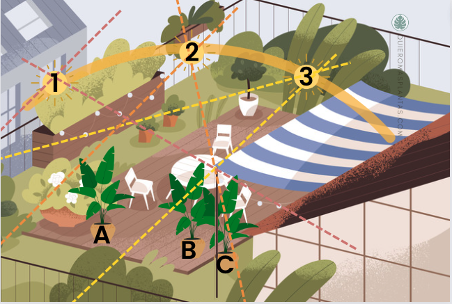 Dónde ubicar mi Strelitzia Augusta