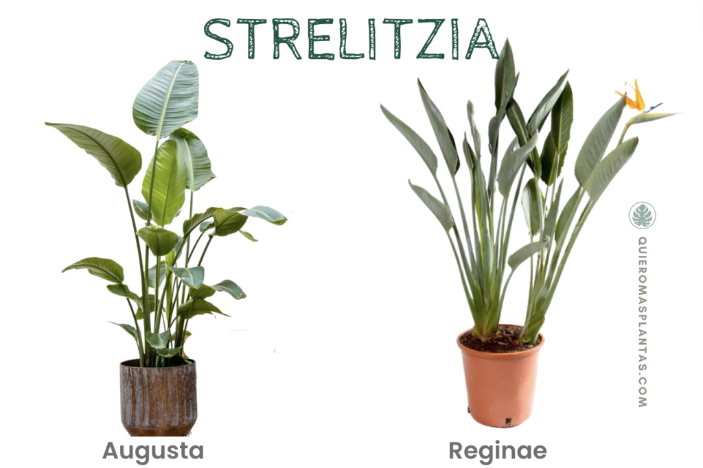 Strelitizia agusta cuidasos