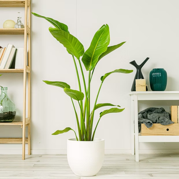 Strelitzia Augusta Resumen de cuidados