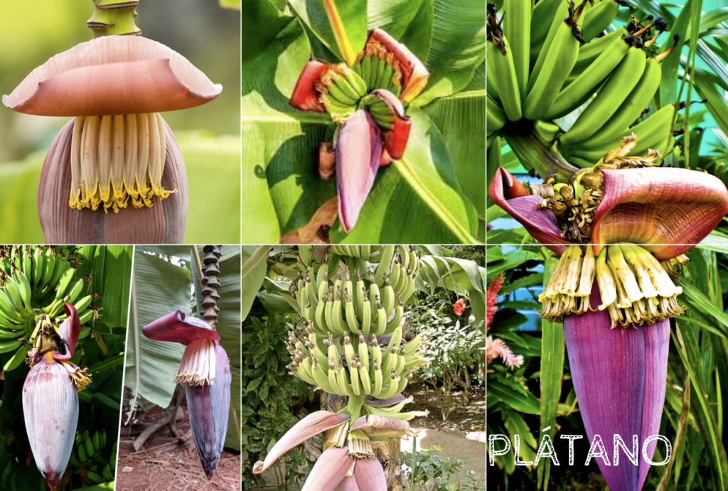 Flor y frúto de Plátano