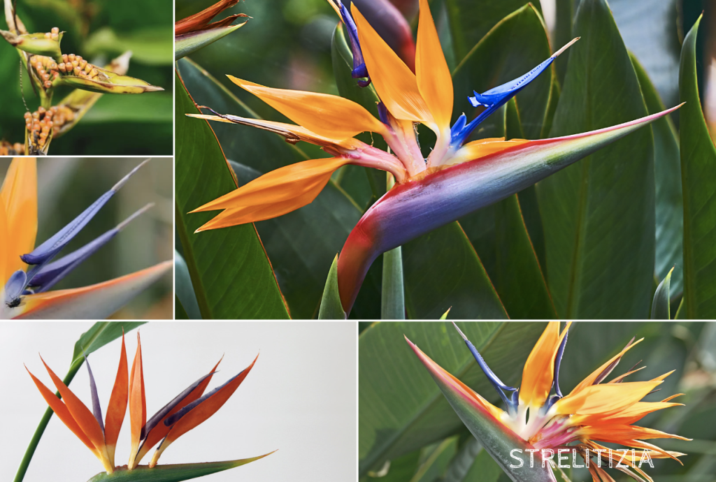 Heliconia vs Strelitzia