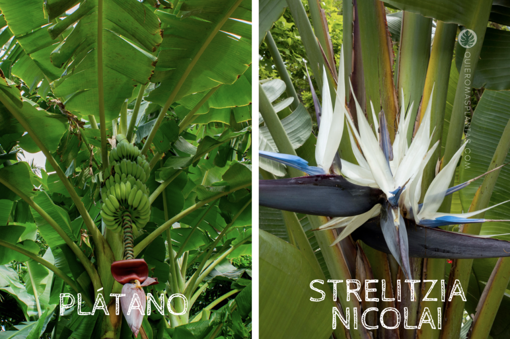 Plátano vs Stelitzia Nicolai