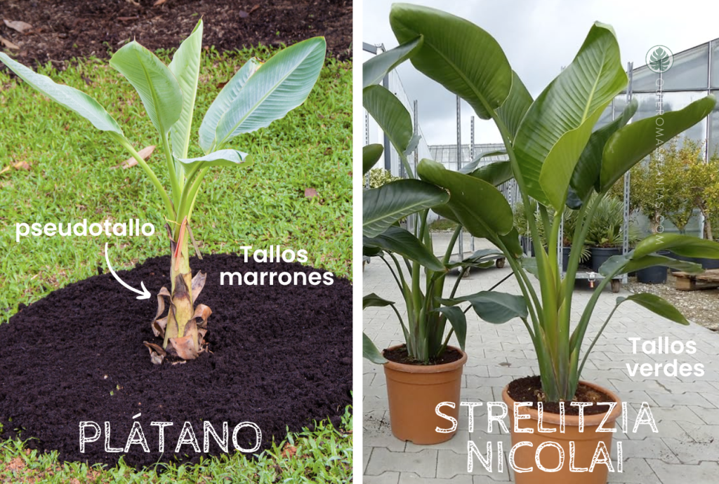 Desarrollo de los tallos entre Plátano y Strelitzia