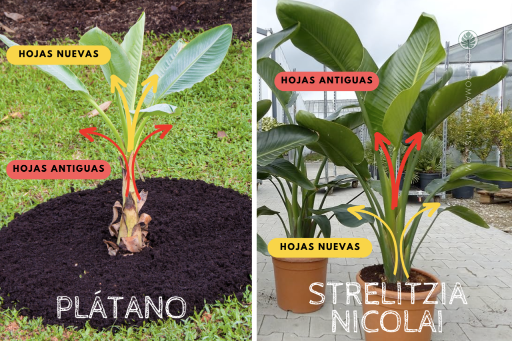 Crecimiento de Plátano y crecimiento de Strelitzia