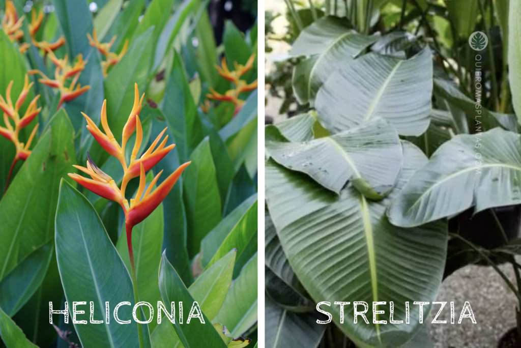 Heliconia vs Strelitzia