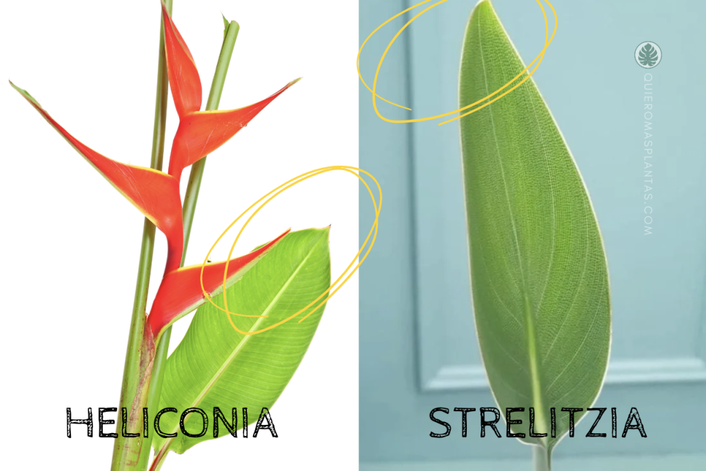 Heliconia vs Strelitzia