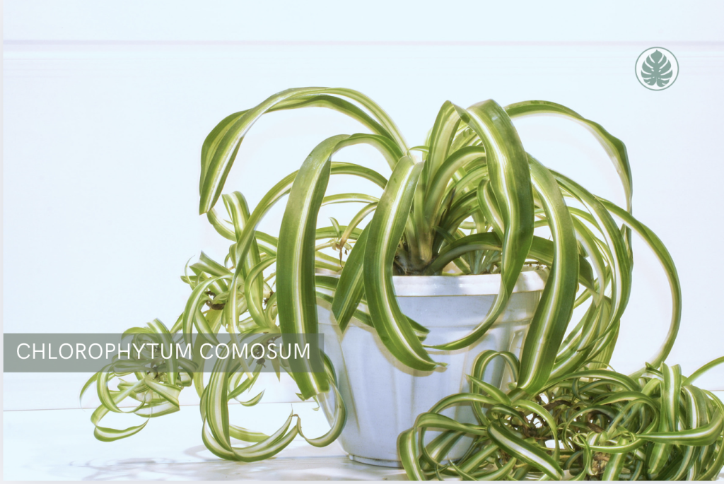 Cinta o Malamadre (Chlorophytum comosum) - Pet-friendly