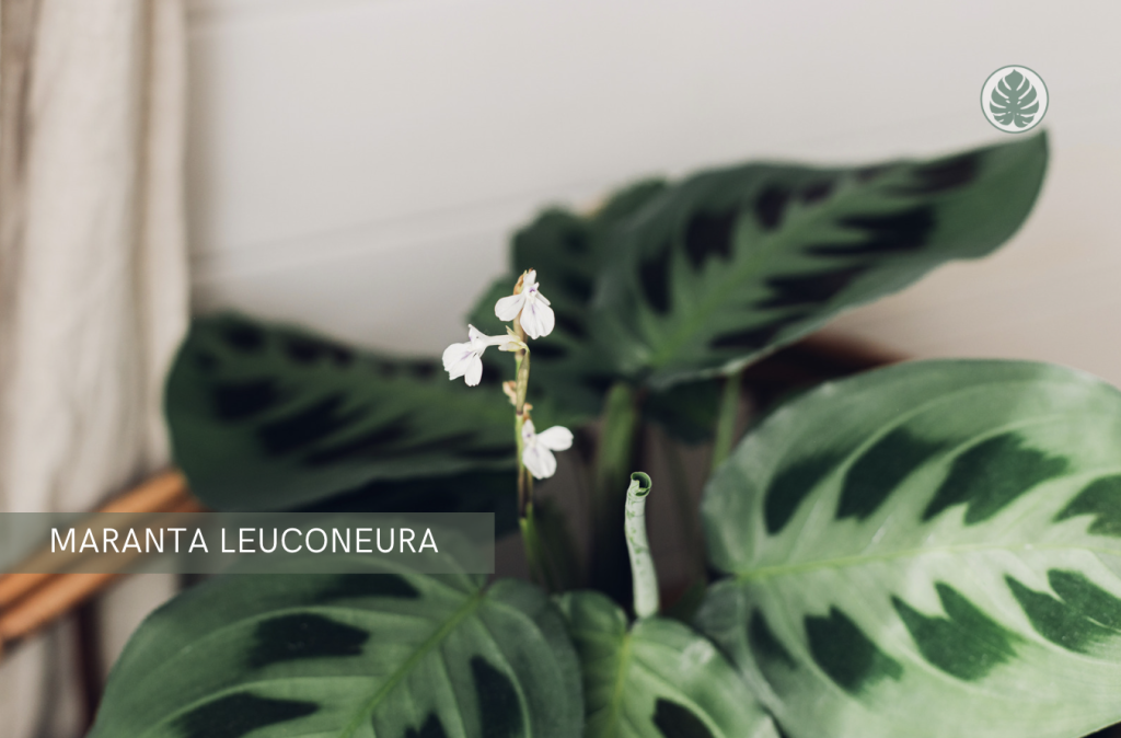 Maranta (Maranta leuconeura) - Pet-friendly