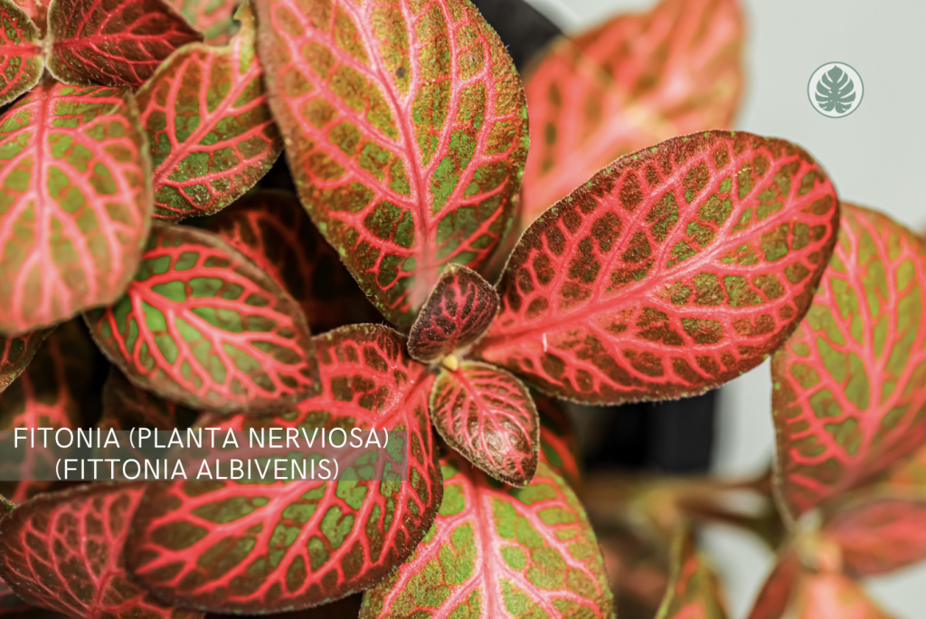 Fittonia albivenis- Pet-friendly