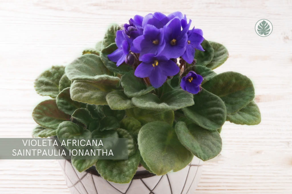 Violeta africana (Saintpaulia ionantha) - Pet-friendly