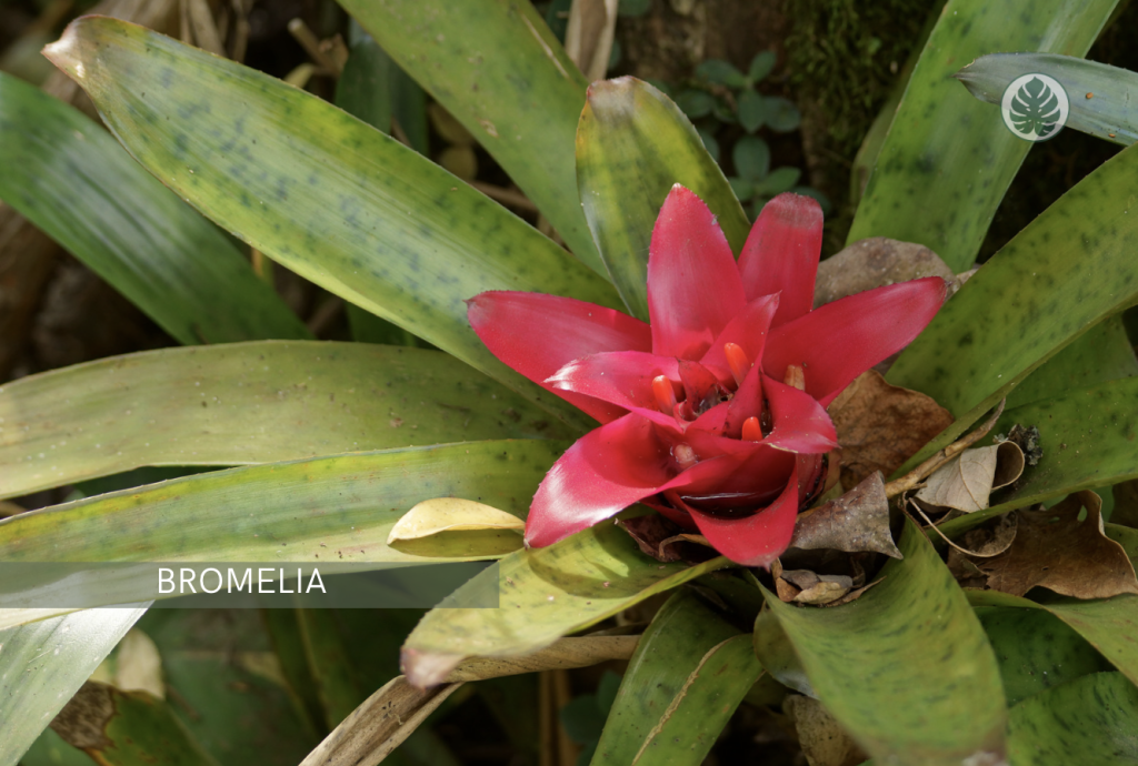 Bromelia (familia Bromeliaceae, ej. Guzmania) - Pet-friendly