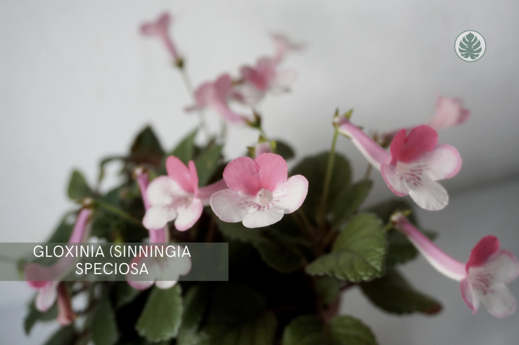 Gloxinia (Sinningia speciosa) - Pet-friendly