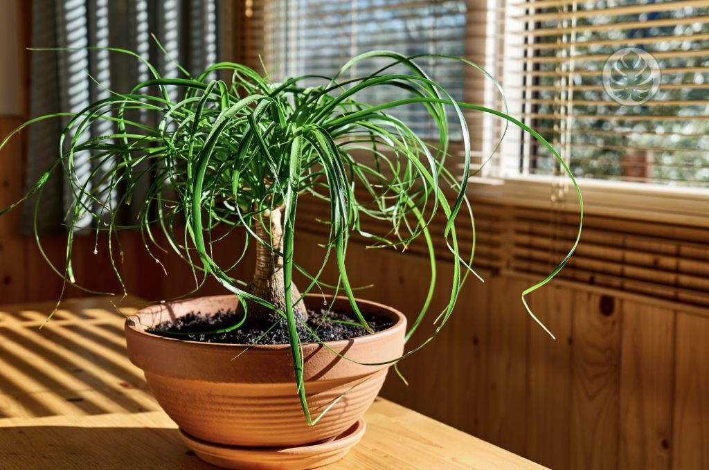 Pata de elefante - Beaucarnea recurvata Pet-friendly