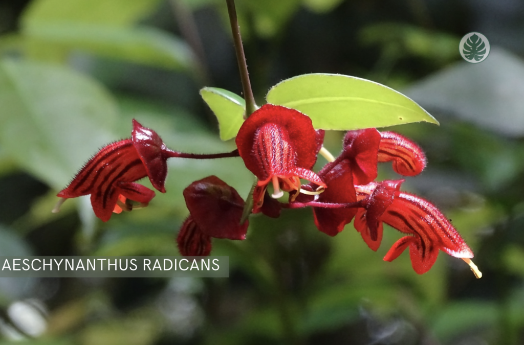 Planta del lápiz labial (Aeschynanthus radicans) - Pet-friendly