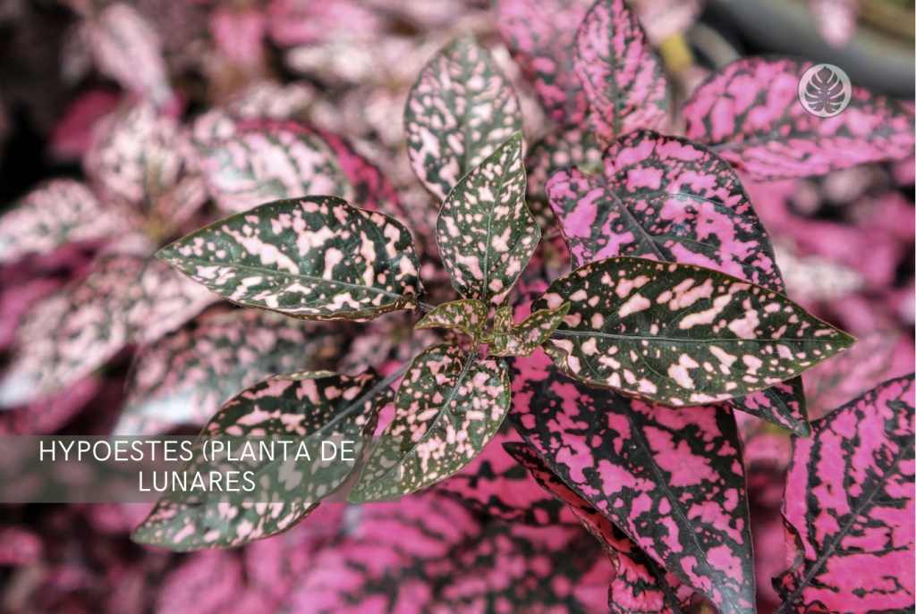Hypoestes - Planta de lunares - Hypoestes phyllostachya) - Paleta de pintor - Pet-friendly