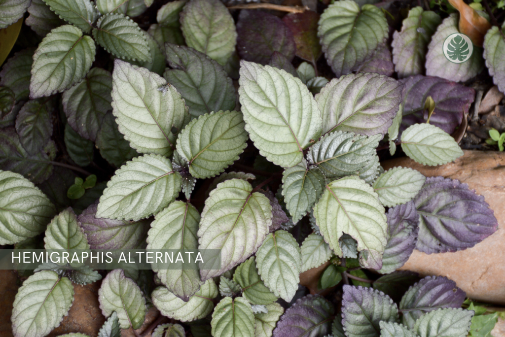 Hemigraphis alternata (Planta waffle púrpura) - Pet-friendly