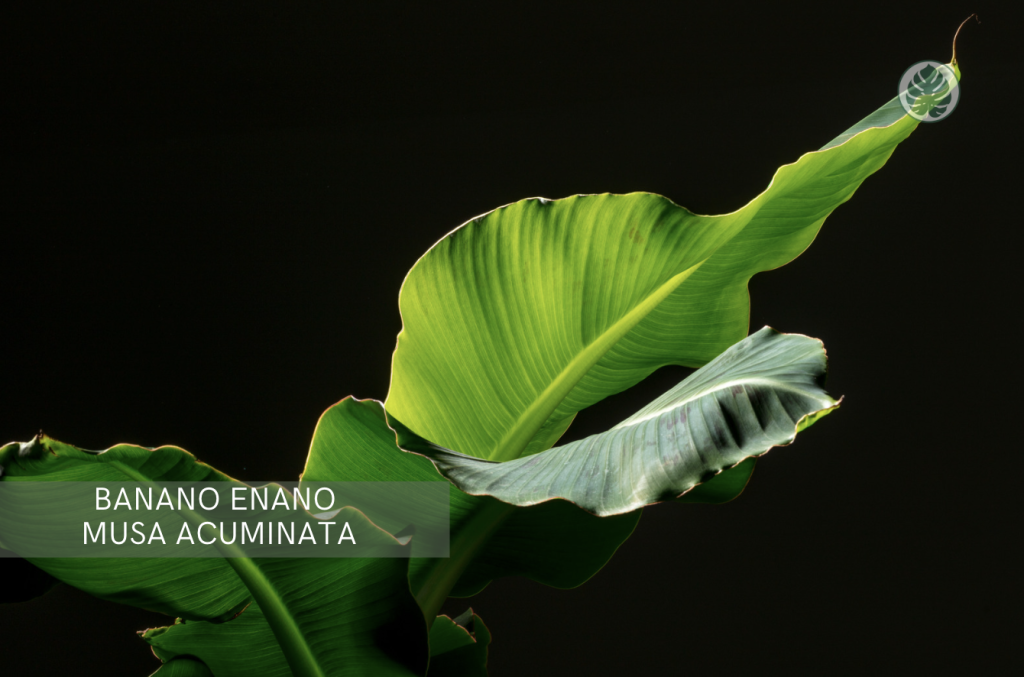 Banano enano (Planta de banano de interior) (Musa acuminata, variedades) - Pet-friendly