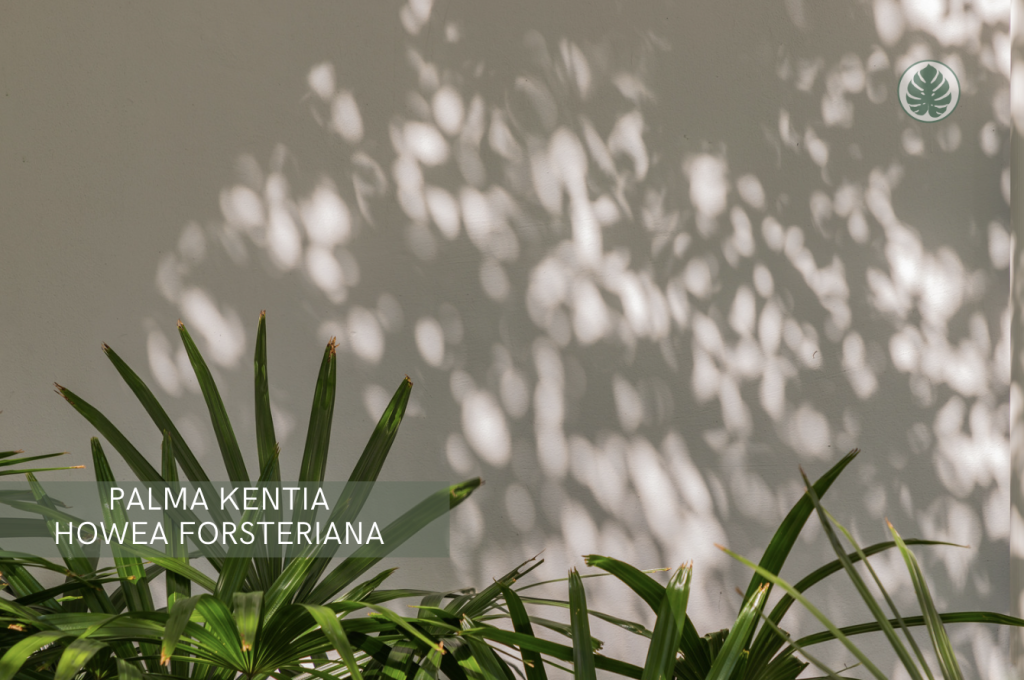 Palma Kentia (Howea forsteriana) - Pet-friendly