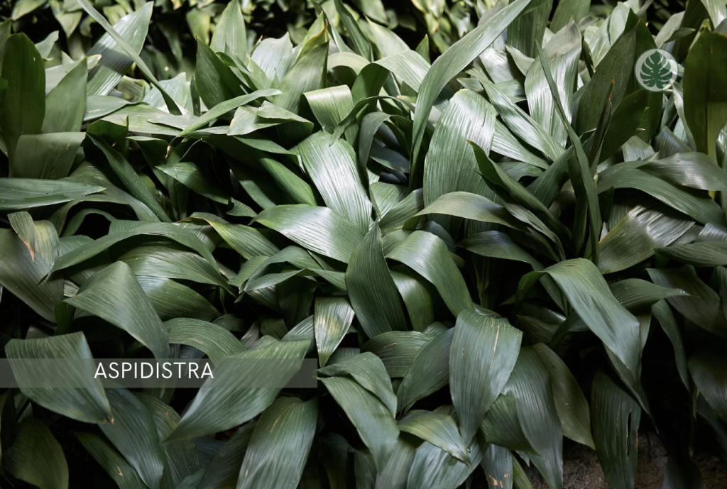 Aspidistra (Planta de hierro) (Aspidistra elatior) - Pet-friendly