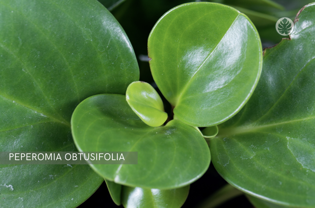 Peperomia (Peperomia obtusifolia) - Pet-friendly