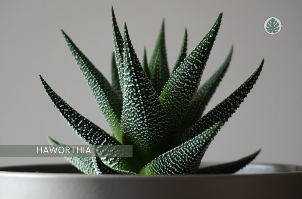 Haworthia (Cactus cebra) (Haworthia fasciata) - Pet-friendly