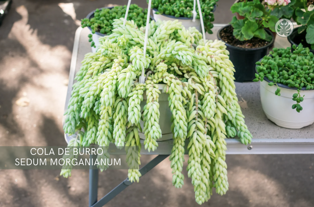 Cola de burro (Sedum morganianum) - Pet-friendly