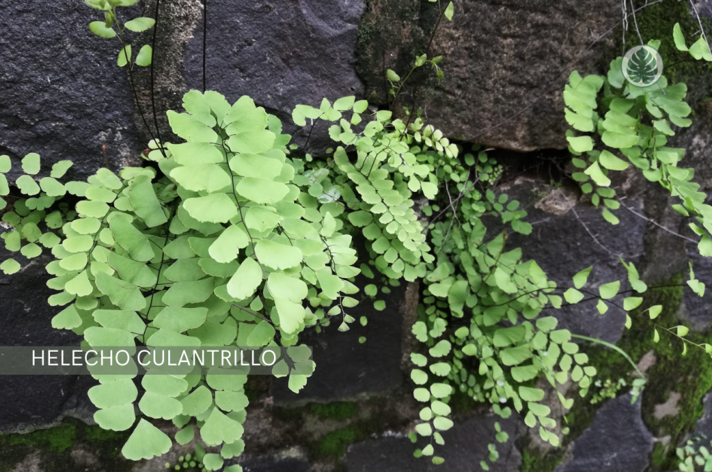 Helecho Culantrillo (Helecho Adiantum) (Adiantum raddianum) - Pet-friendly