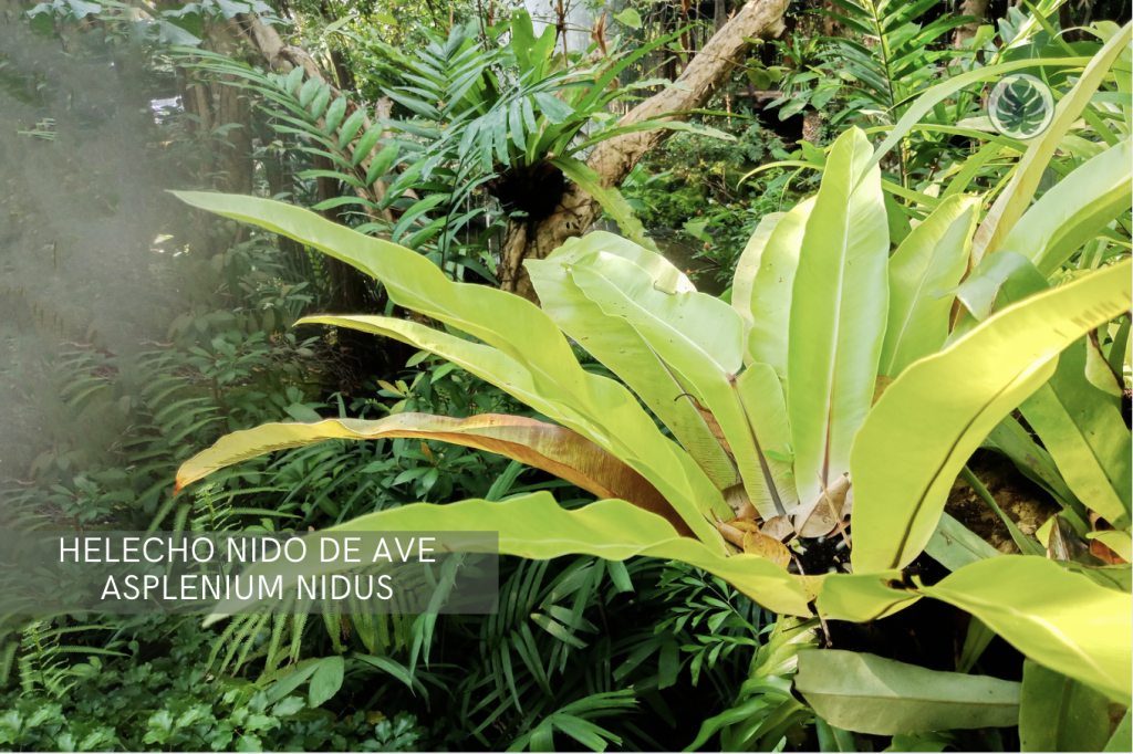 Helecho nido de ave (Asplenium nidus) - Pet-friendly