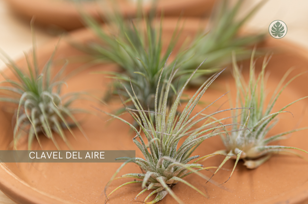 Clavel del aire (Tillandsia) - Pet-friendly