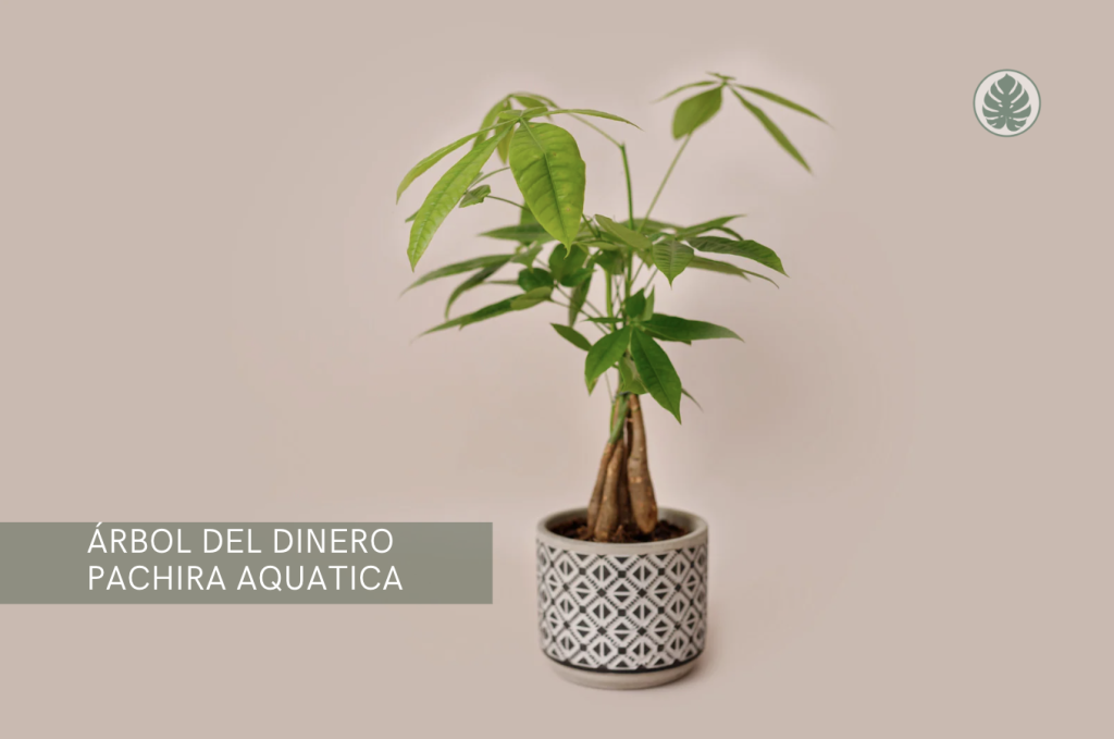 Árbol del dinero (Pachira aquatica) - Pet-friendly