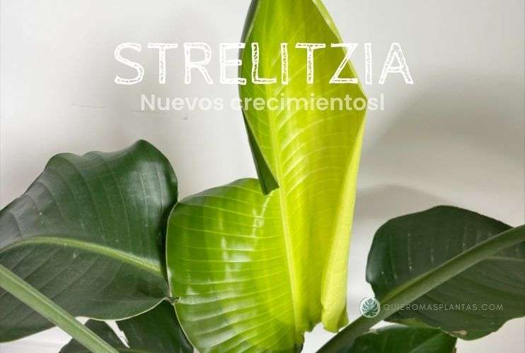 Strelitzia hoja sin color