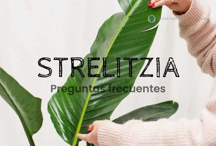 Preguntas frecuentes Strelitzia