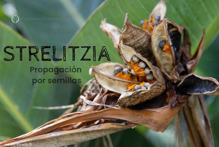 Strelitzia Semillas