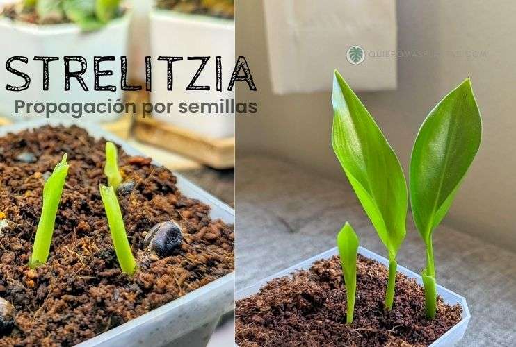 Strelitzia Propagació de semillas