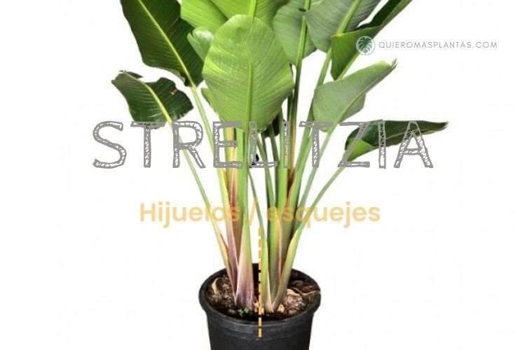 Strelitzia Hijuelos