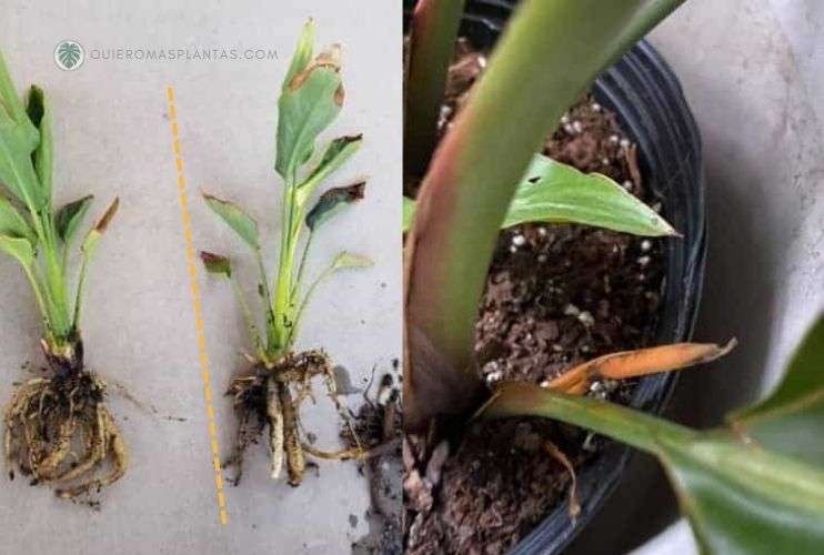 Strelitzia multiplicar