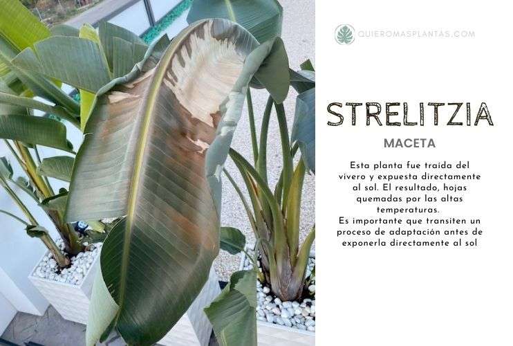 Quemaduras de sol Strelitzia