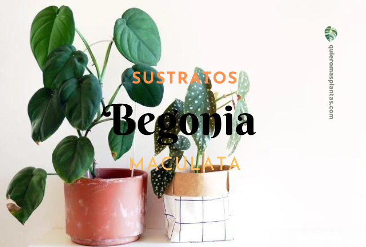 Recetario de sustrato Begonia