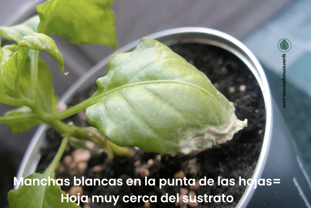 Puntas en las hojas de color blanco