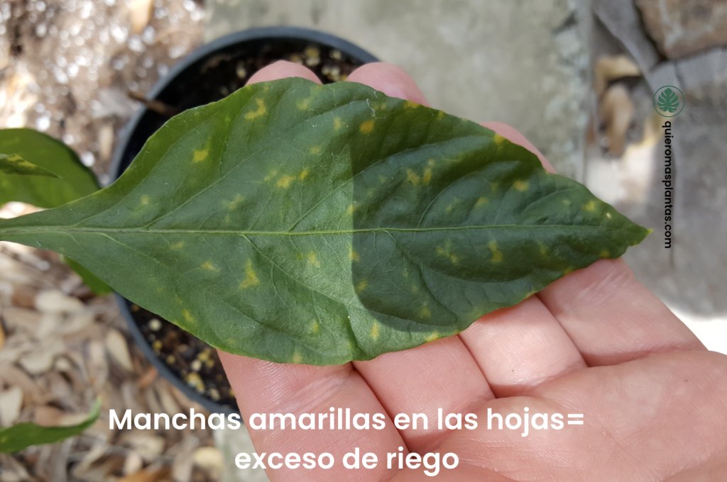 Manchas amarillas en las hojas