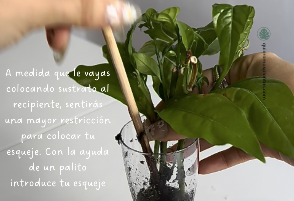 Trasplante de agua a sustrato