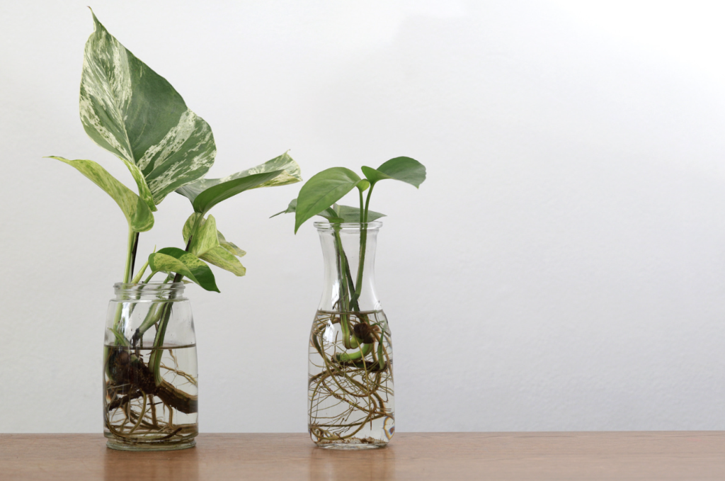 Potho en agua - Raíces en agua