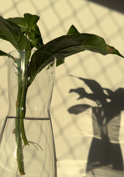 Propagació Dama de Noche