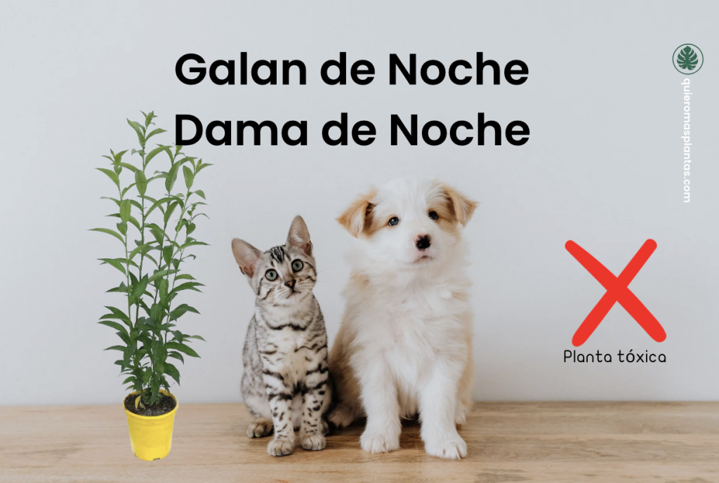 Galá de noche, Dama de Noche planta tóxica para animales