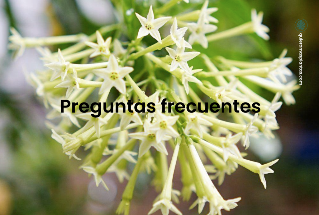 Galá de noche, Dama de noche - Preguntas frecuentes