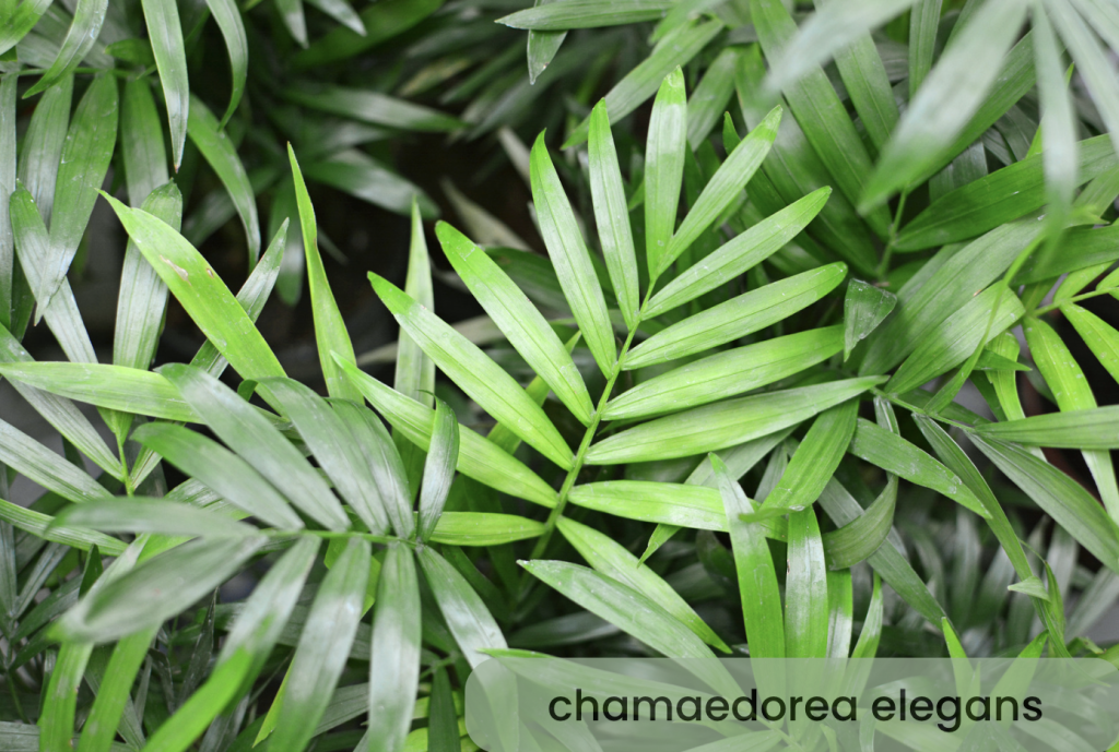 Chamaedorea Elegans