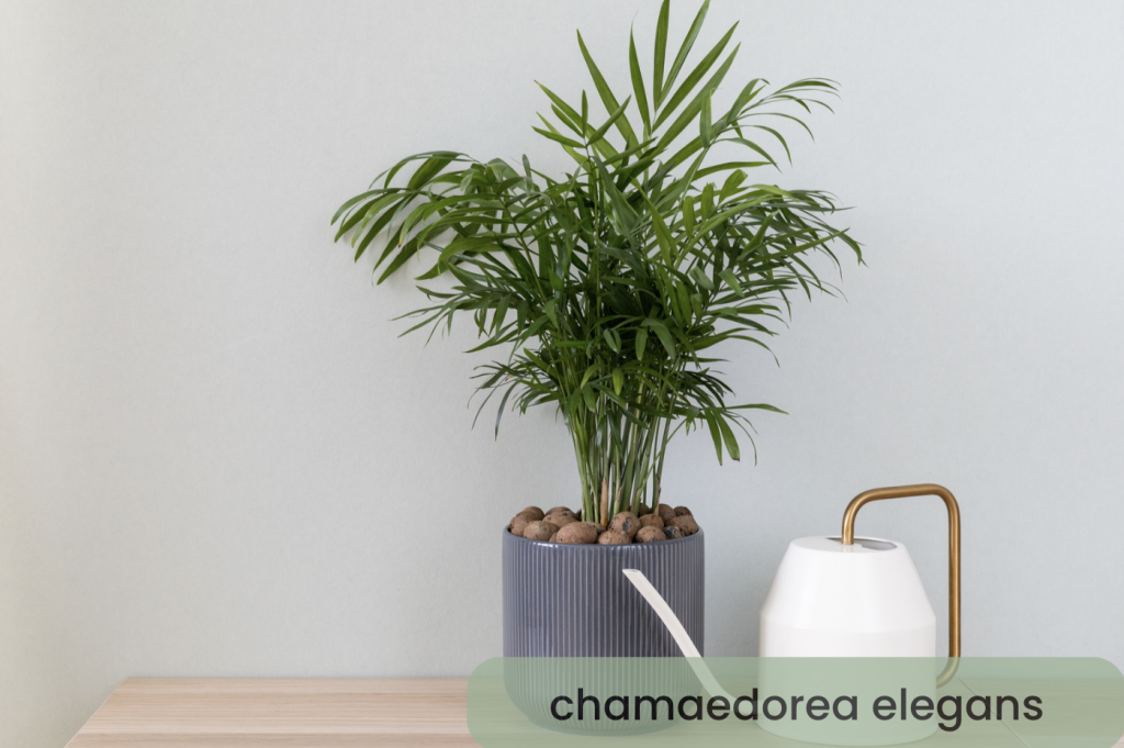 Chamaedorea Elegans cuidados